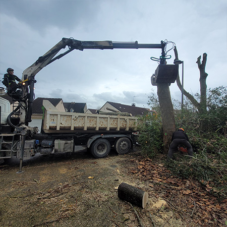 Abattage d'arbres