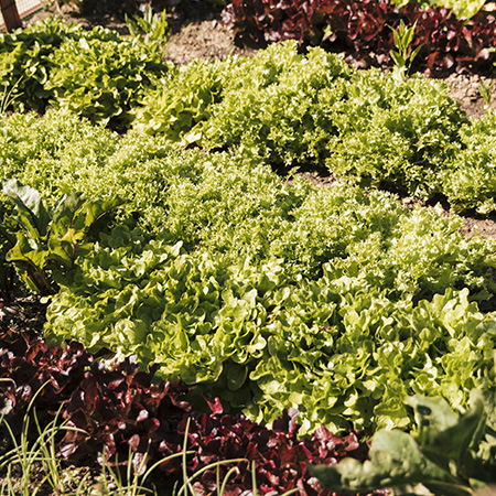 Entretien potager